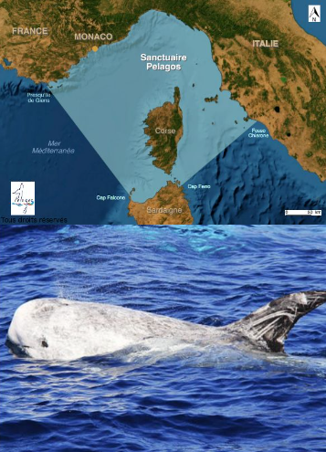 sanctuaire-pelagos